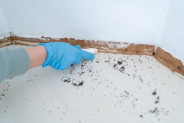 Best Termite Control Services  in Ponderosa Pine, NM